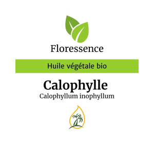 Huile végétale Calophylle Inophyle BIO – Floressence