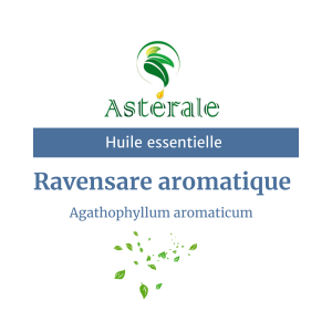 Huile essentielle Agatophyle / Ravensare aromatique – Astérale