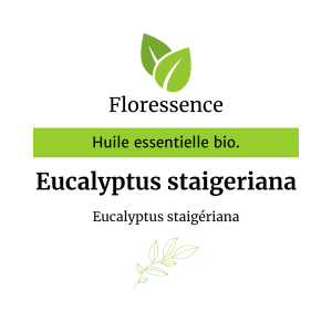 Huile essentielle Eucalyptus staigeriana BIO – Floressence