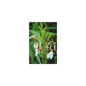 Huile essentielle Hedychium spicatum – Osmobiose