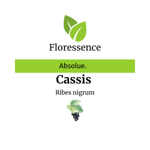 Cassis Abs. Solution alcoolique 50% – Floressence