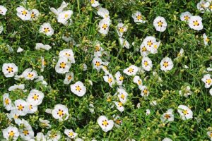 Lire la suite à propos de l’article Olfaction: Ciste ladanifère