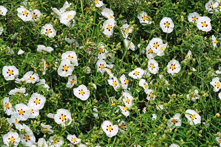 Lire la suite à propos de l’article Olfaction: Ciste ladanifère