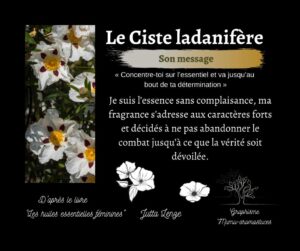Le Ciste ladanifère