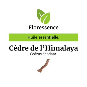 Huile essentielle Cèdre de l’Himalaya sauvage – Floressence