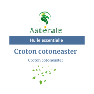 Huile essentielle Croton cotoneaster –  Astérale